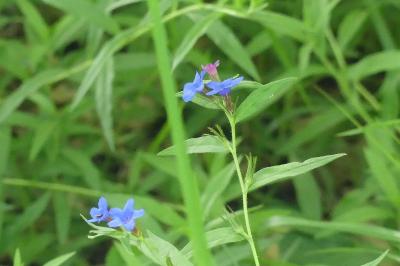 <i>Aegonychon purpurocaeruleum</i>