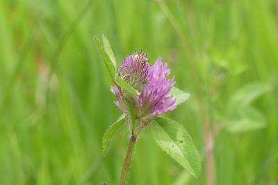 <i>Trifolium pratense</i>
