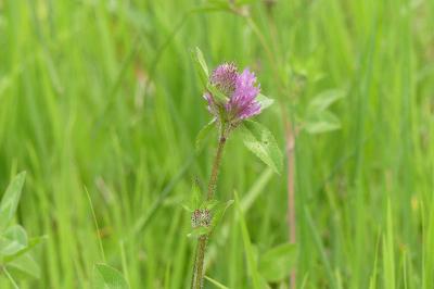<i>Trifolium pratense</i>