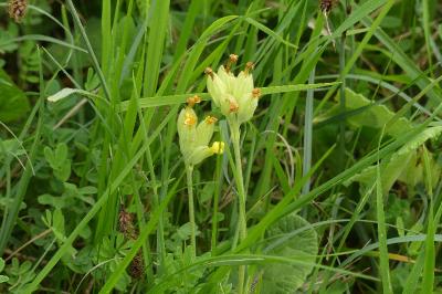 <i>Primula veris</i>
