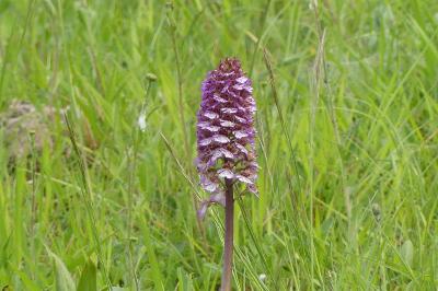 <i>Orchis purpurea</i>