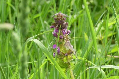 <i>Lamium maculatum</i>