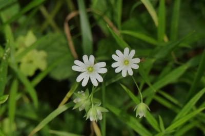 <i>Rabelera holostea</i>