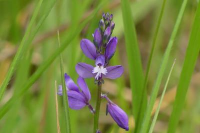<i>Polygala</i>
