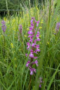 <i>Orchis mascula</i>