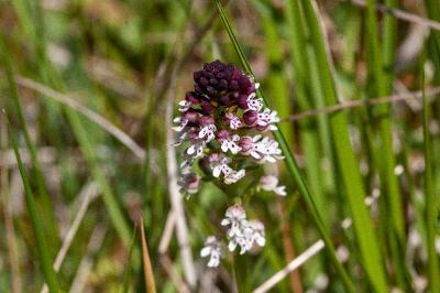 <i>Neotinea ustulata</i>