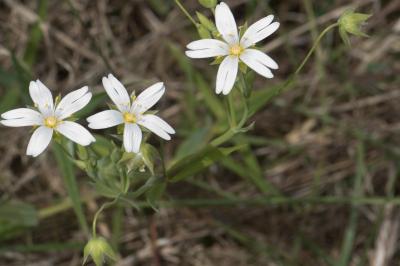 <i>Rabelera holostea</i>