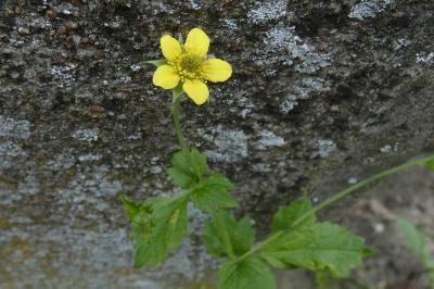 <i>Geum urbanum</i>