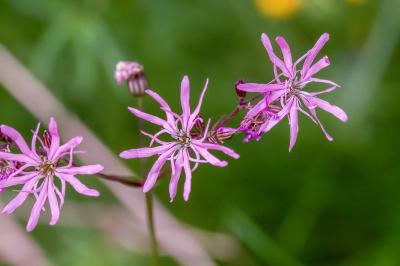 <i>Lychnis flos-cuculi</i>