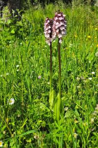 <i>Orchis purpurea</i>