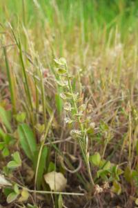 <i>Alyssum alyssoides</i>