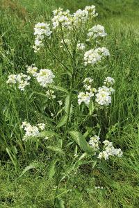 <i>Armoracia rusticana</i>