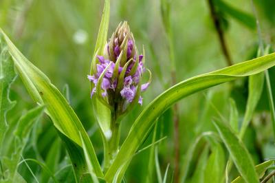 <i>Dactylorhiza incarnata</i>