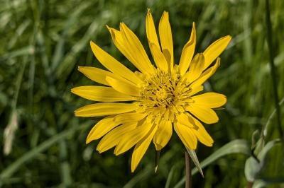 <i>Tragopogon pratensis</i>