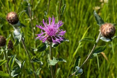 <i>Centaurea</i>