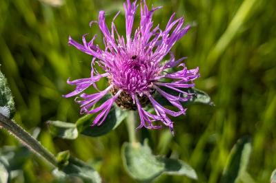 <i>Centaurea</i>