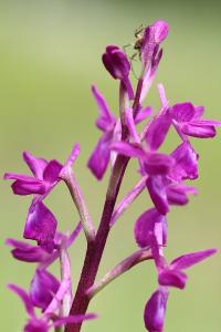 <i>Anacamptis laxiflora</i>