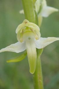 <i>Platanthera chlorantha</i>