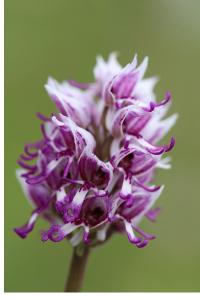 <i>Orchis simia</i>