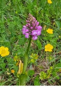 <i>Anacamptis pyramidalis</i>
