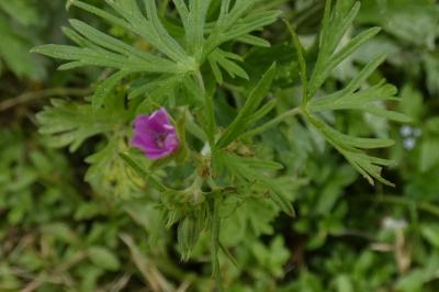 <i>Geranium dissectum</i>