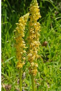 <i>Orchis anthropophora</i>