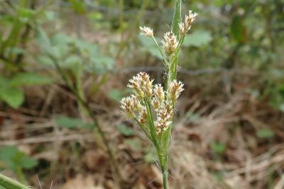 <i>Luzula multiflora</i>