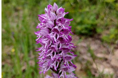 <i>Orchis x beyrichii</i>