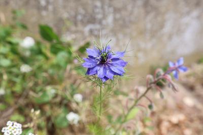 <i>Nigella damascena</i>