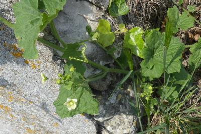 <i>Bryonia dioica</i>