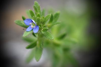 <i>Veronica arvensis</i>