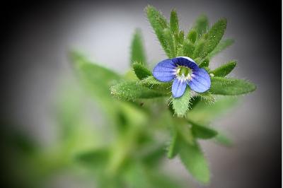 <i>Veronica arvensis</i>