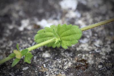 <i>Veronica arvensis</i>