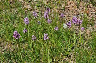 <i>Orchis simia</i>