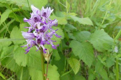 <i>Orchis simia</i>