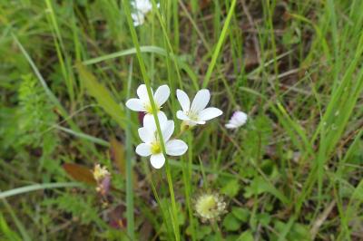 <i>Saxifraga granulata</i>