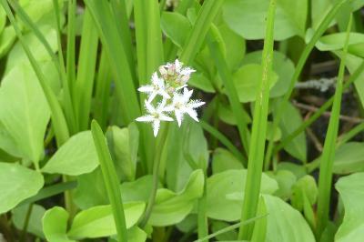 <i>Menyanthes trifoliata</i>