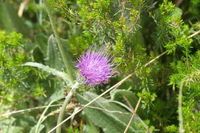 <i>Cirsium dissectum</i>