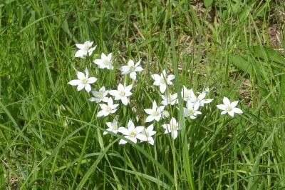 <i>Ornithogalum</i>