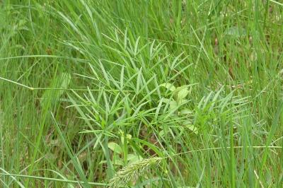 <i>Peucedanum gallicum</i>