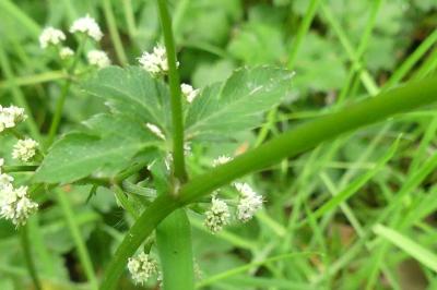 <i>Sanicula europaea</i>