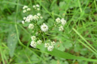 <i>Sanicula europaea</i>