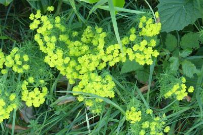 <i>Euphorbia cyparissias</i>