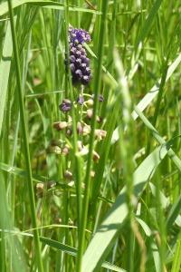 <i>Muscari comosum</i>