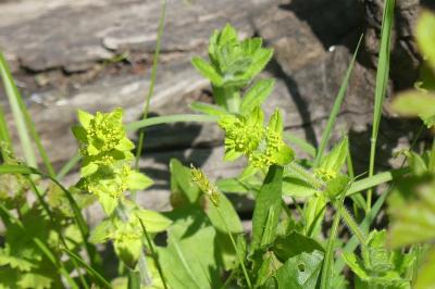<i>Cruciata laevipes</i>