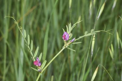 <i>Vicia segetalis</i>