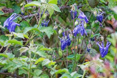 <i>Aconitum bauhinii</i>