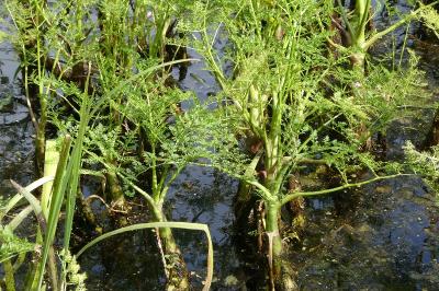 <i>Oenanthe aquatica</i>