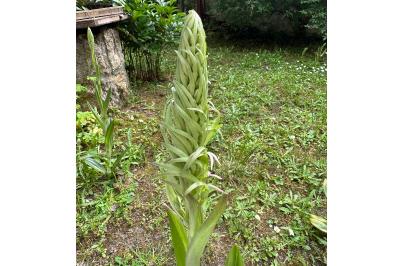 <i>Himantoglossum hircinum</i>