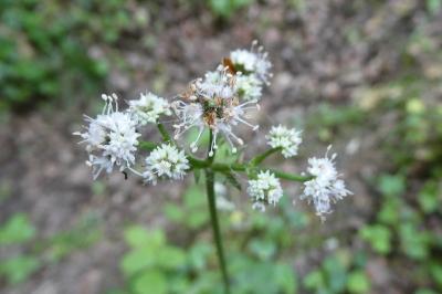 <i>Sanicula europaea</i>